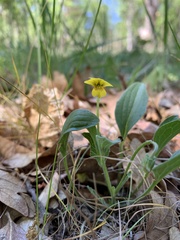Viola praemorsa linguifolia