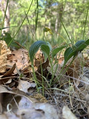 Viola praemorsa linguifolia