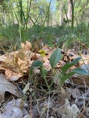 Viola praemorsa linguifolia