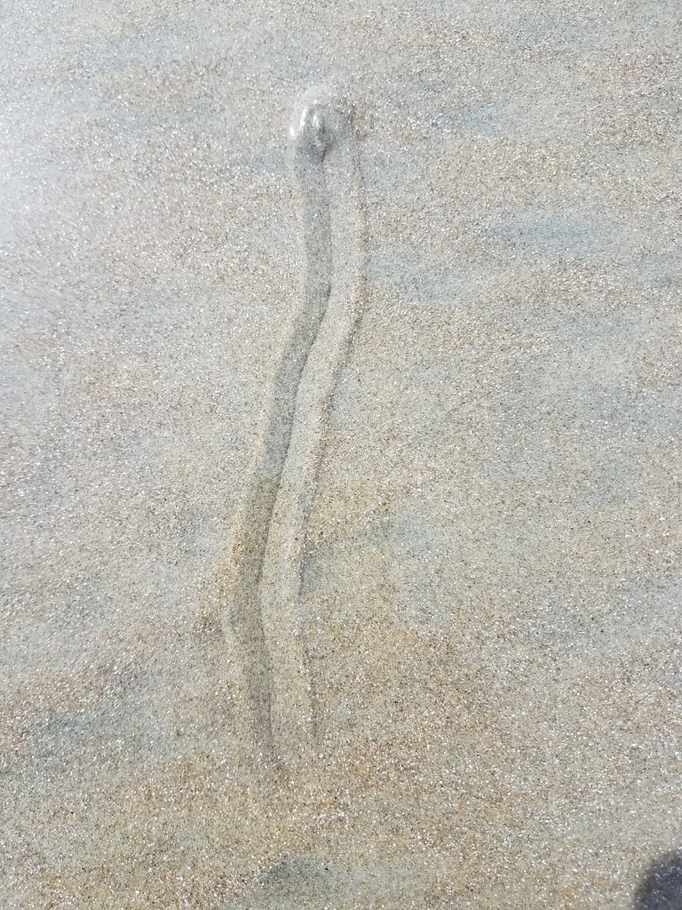 Olivella anazora