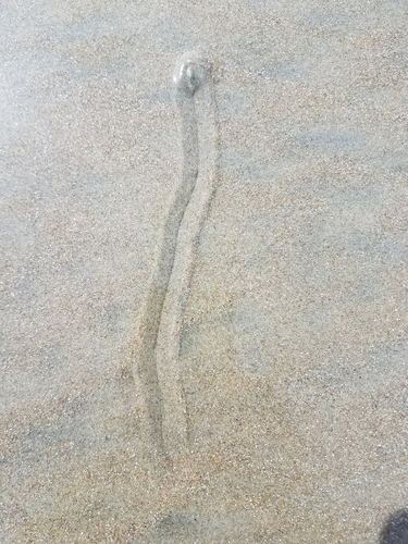 Olivella anazora