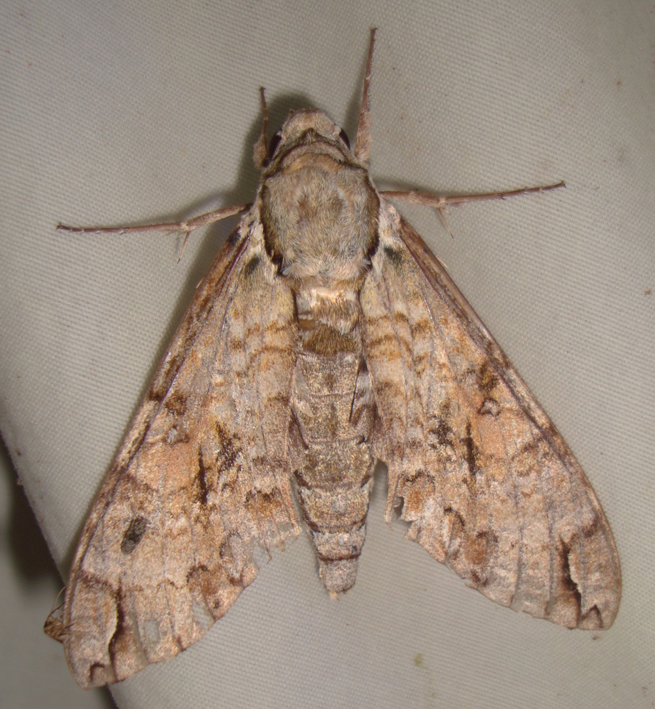Manduca barnesi