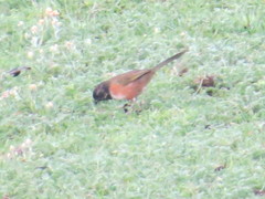 Pipilo maculatus × ocai