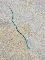 Phyllodocidae