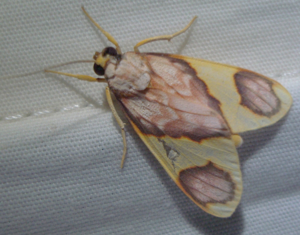 Trichromia metapyria