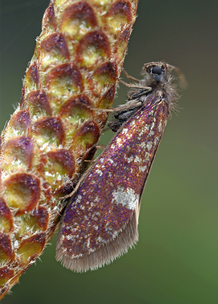 Large Birch Purple