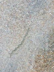 Phyllodocidae
