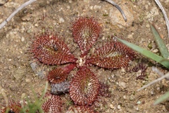 Drosera rosulata