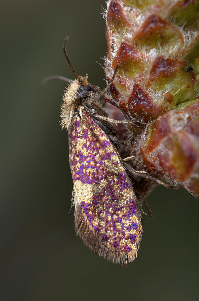 Small Birch Purple
