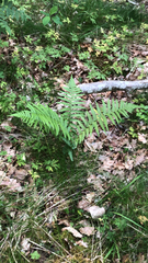 Dryopteris filix-mas