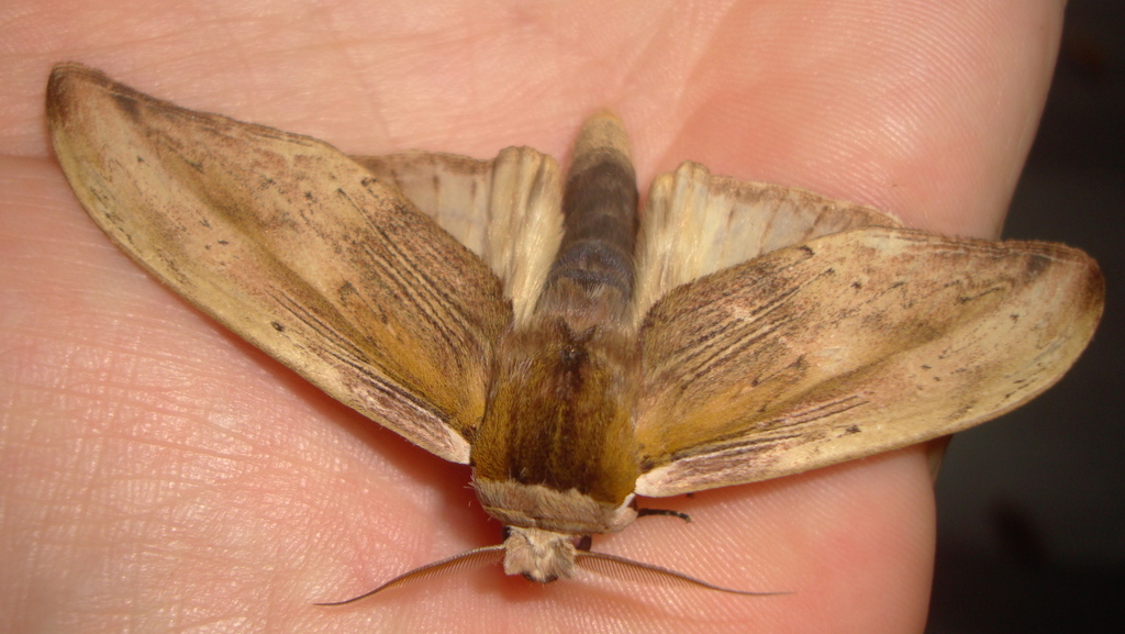 Truncaptera postpallida