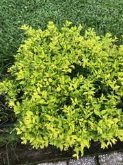 Duranta erecta