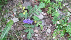 Lonchocarpus obovatus