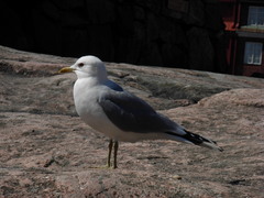 Larus canus canus