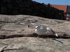 Larus canus canus