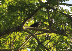 Phaenicophaeus sumatranus