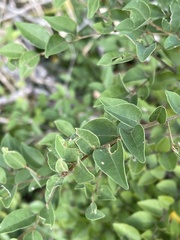 Cryptocarya wyliei