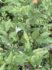 Cryptocarya wyliei