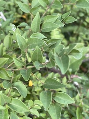 Cryptocarya wyliei