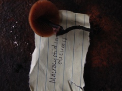 Macrocystidia cucumis