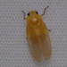 Catrimania livida - Photo (c) Paul Foster, algunos derechos reservados (CC BY-NC), subido por Paul Foster