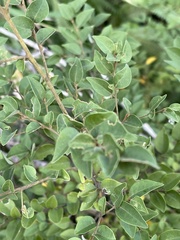 Cryptocarya wyliei