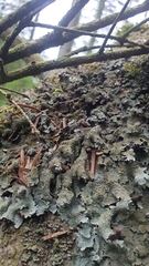 Parmelia submontana
