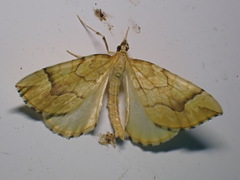 Eulithis mellinata
