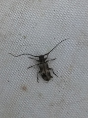 Exocentrus adspersus