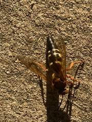 Sphecius speciosus
