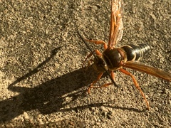 Sphecius speciosus