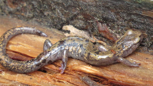 Longtail False Brook Salamander