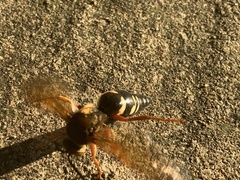 Sphecius speciosus