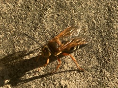 Sphecius speciosus