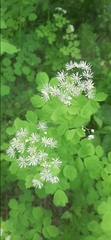 Thalictrum baicalense