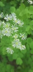 Thalictrum baicalense