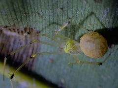 Meotipa spiniventris