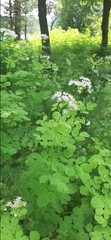 Thalictrum baicalense