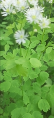 Thalictrum baicalense