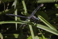 Stenogomphurus rogersi