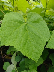 Vitis coignetiae