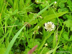 Cerastium diffusum