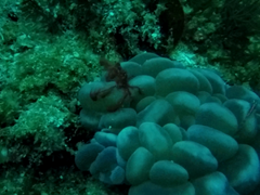 Achaeus japonicus