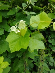 Vitis coignetiae