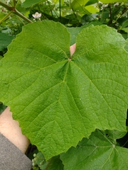 Vitis coignetiae