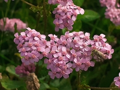 Achillea roseo-alba