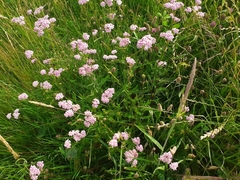 Achillea roseo-alba