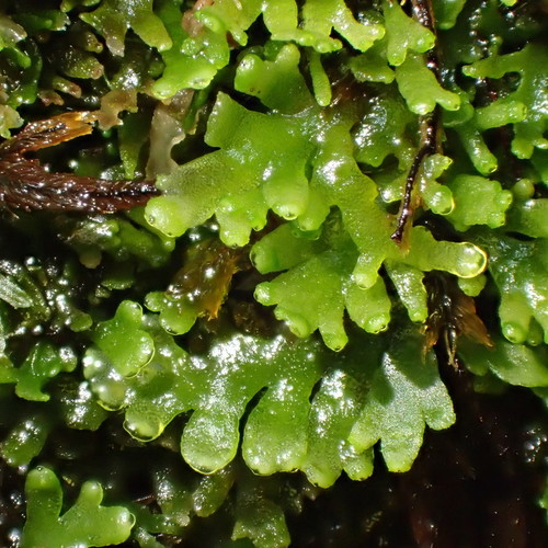Riccardia schwaneckei