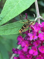 Sesiidae