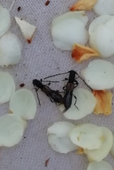 Brachypteroma ottomanum